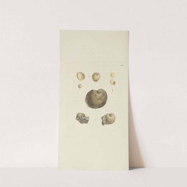 The mineral conchology of Great Britain Pl.544 by James Sowerby