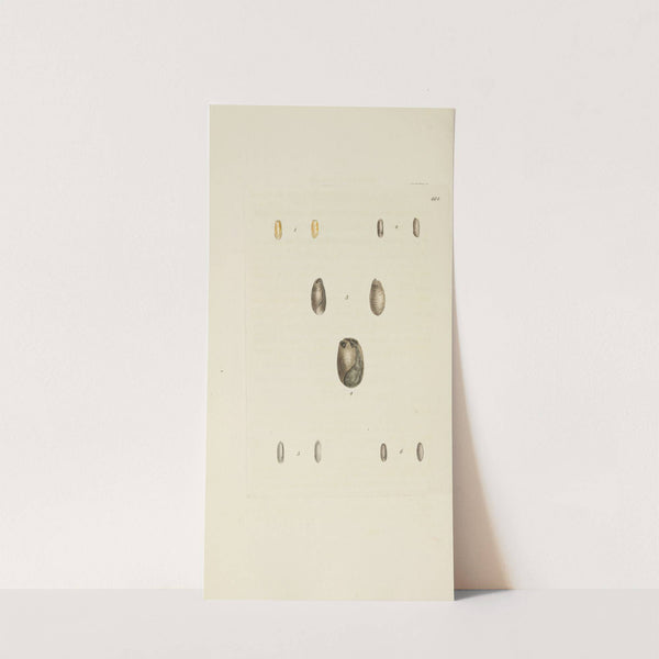 The mineral conchology of Great Britain Pl.545 by James Sowerby