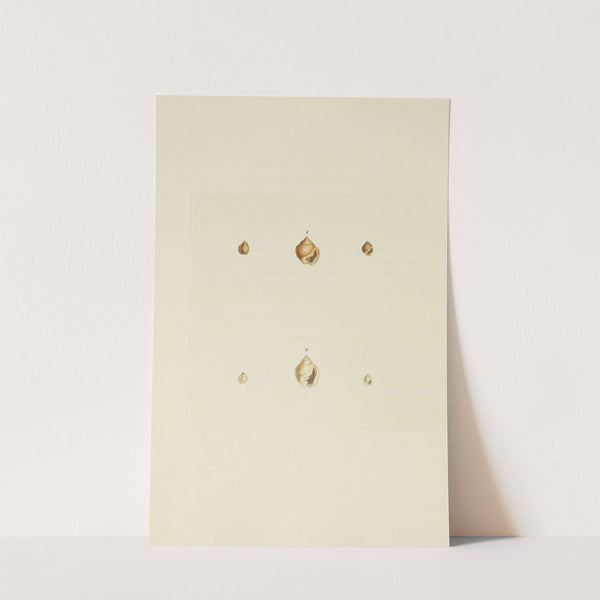 The mineral conchology of Great Britain Pl.546 by James Sowerby