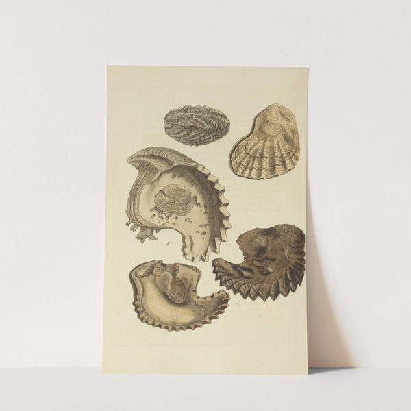 The mineral conchology of Great Britain Pl.549 by James Sowerby