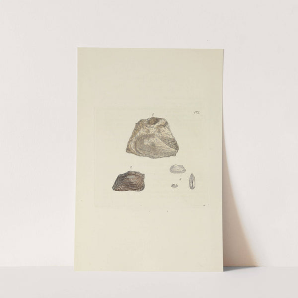 The mineral conchology of Great Britain Pl.554 by James Sowerby