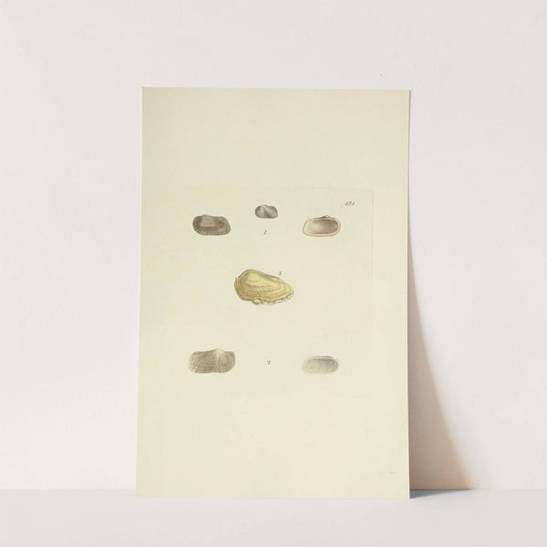 The mineral conchology of Great Britain Pl.555 by James Sowerby