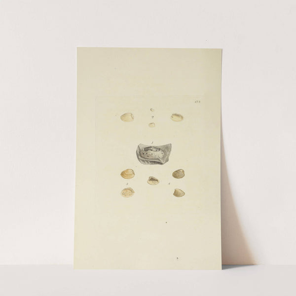 The mineral conchology of Great Britain Pl.556 by James Sowerby