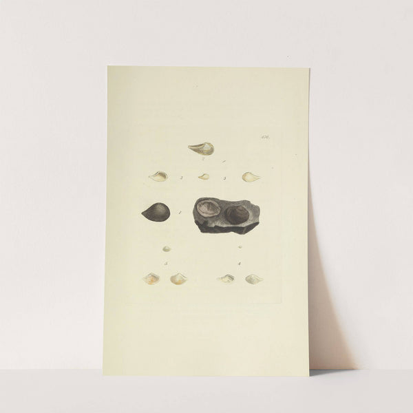 The mineral conchology of Great Britain Pl.557 by James Sowerby