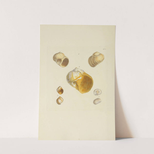 The mineral conchology of Great Britain Pl.560 by James Sowerby