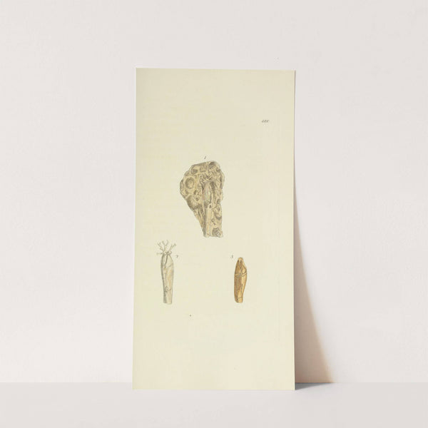 The mineral conchology of Great Britain Pl.561 by James Sowerby