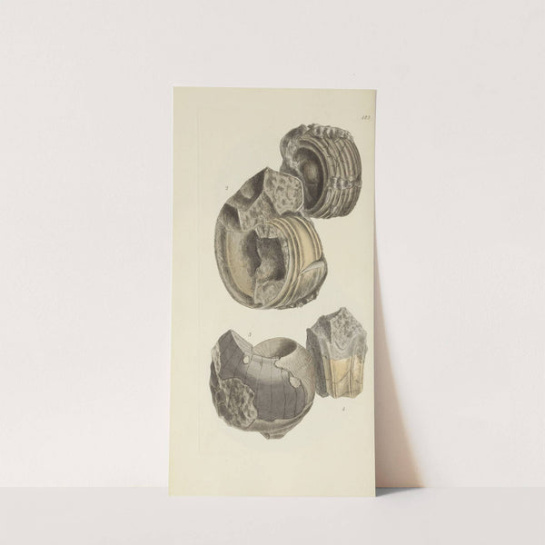 The mineral conchology of Great Britain Pl.563 by James Sowerby