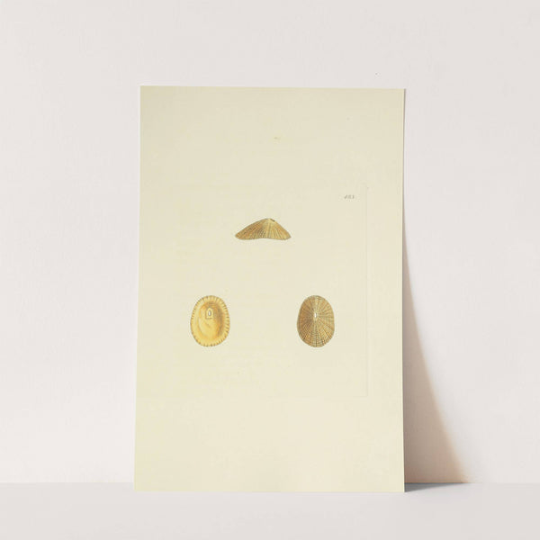 The mineral conchology of Great Britain Pl.564 by James Sowerby