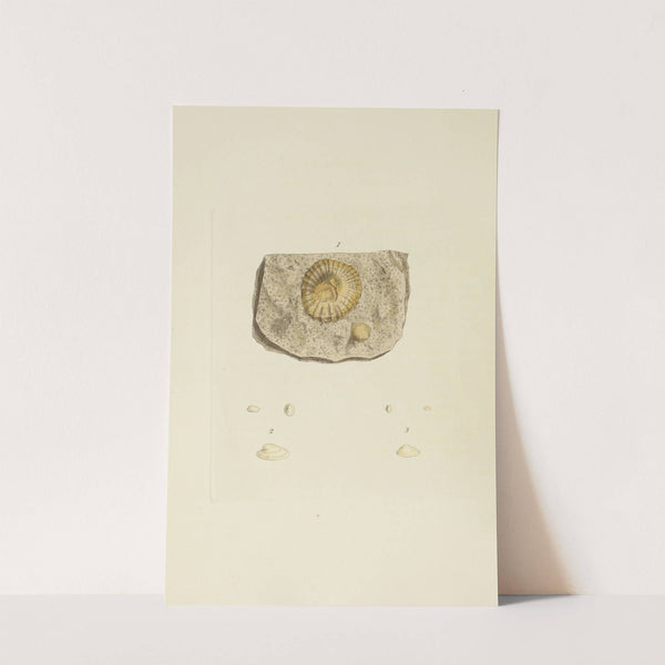 The mineral conchology of Great Britain Pl.565 by James Sowerby