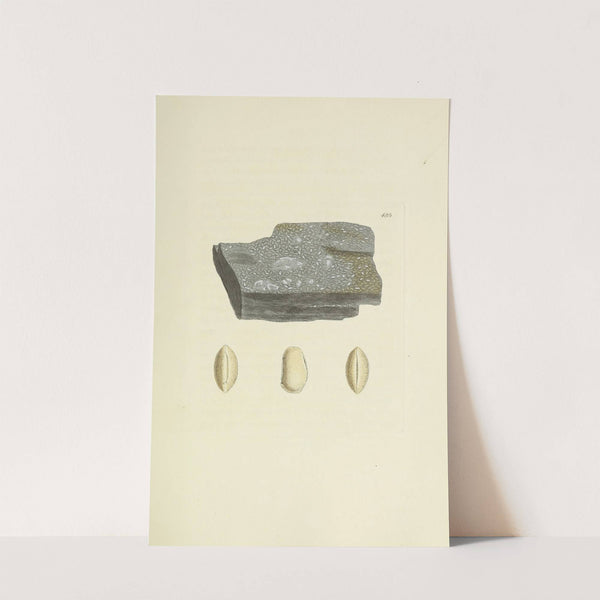 The mineral conchology of Great Britain Pl.566 by James Sowerby