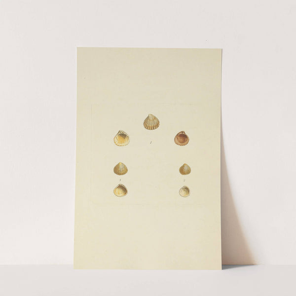 The mineral conchology of Great Britain Pl.571 by James Sowerby