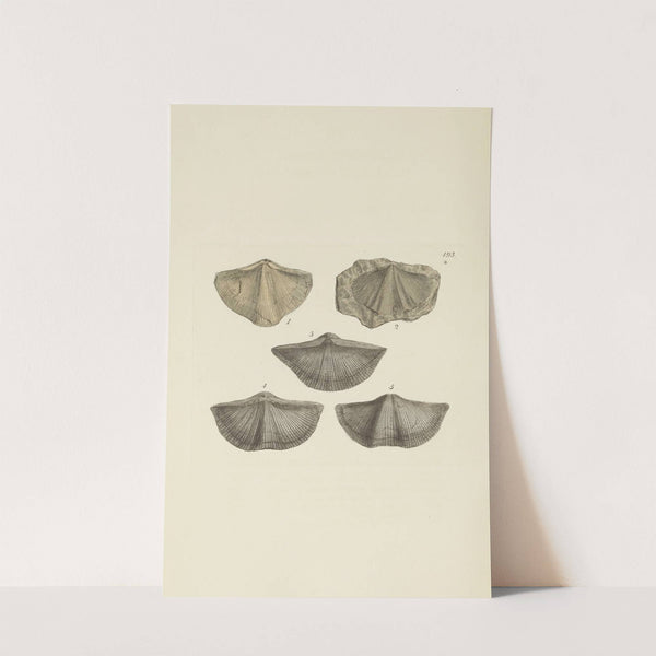 The mineral conchology of Great Britain Pl.574 by James Sowerby