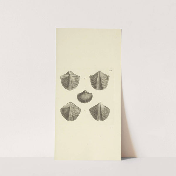 The mineral conchology of Great Britain Pl.575 by James Sowerby