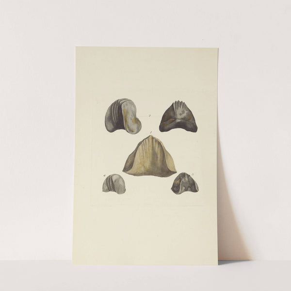 The mineral conchology of Great Britain Pl.576 by James Sowerby