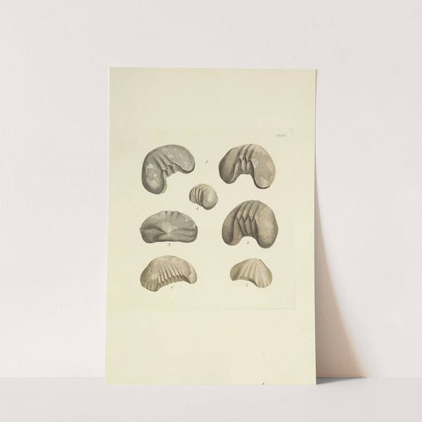 The mineral conchology of Great Britain Pl.577 by James Sowerby