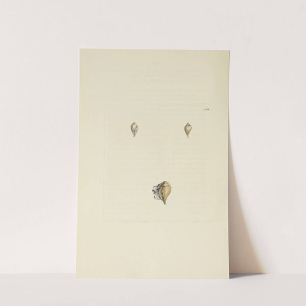 The mineral conchology of Great Britain Pl.579 by James Sowerby