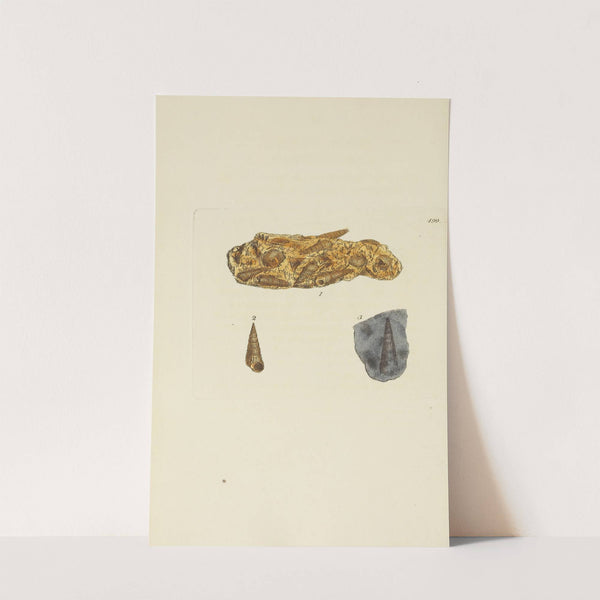 The mineral conchology of Great Britain Pl.580 by James Sowerby