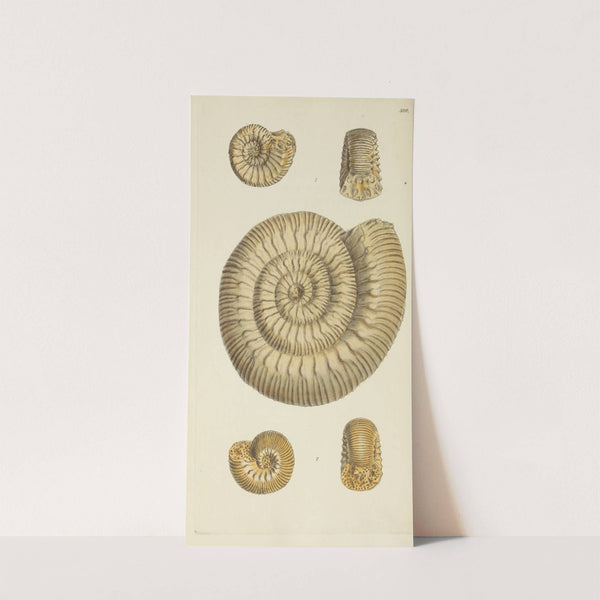 The mineral conchology of Great Britain Pl.581 by James Sowerby