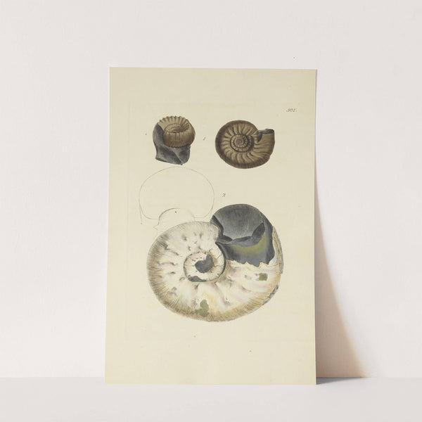 The mineral conchology of Great Britain Pl.582 by James Sowerby