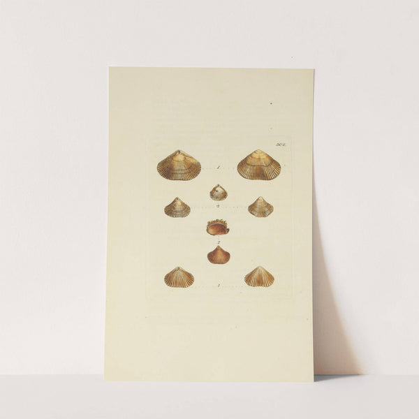 The mineral conchology of Great Britain Pl.583 by James Sowerby