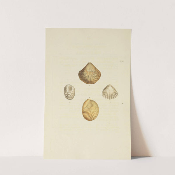 The mineral conchology of Great Britain Pl.584 by James Sowerby