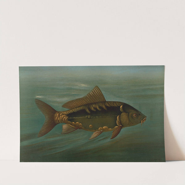 The Mirror Carp, Cyprinus carpio. by John L. Petrie
