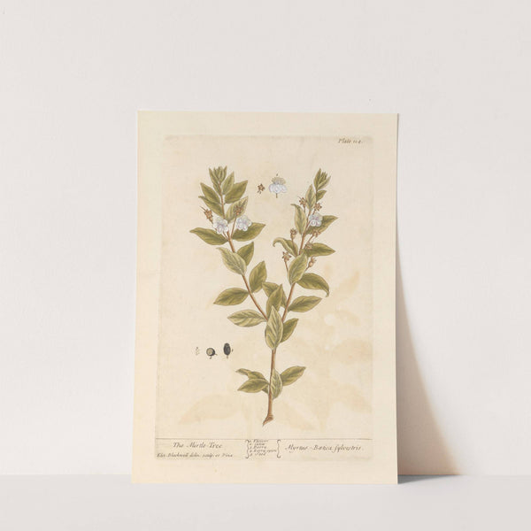 The mirtle-tree by Elizabeth Blackwell