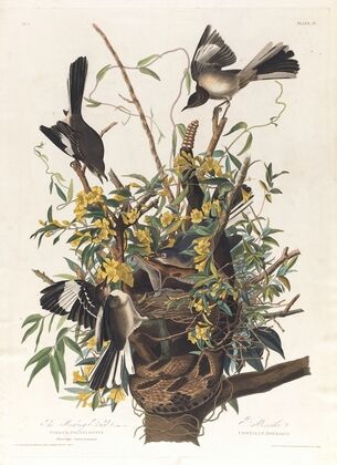 The mocking bird