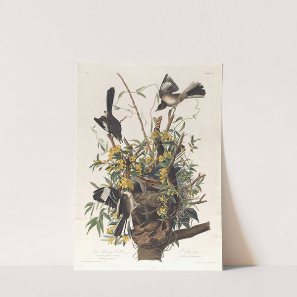 The mocking bird by John James Audubon