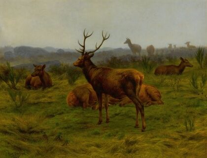 The Monarch of the Herd