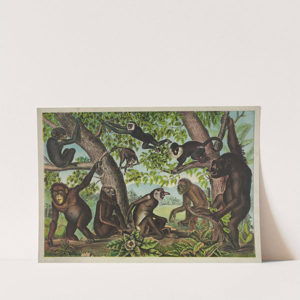 The monkeys (1874) by Gibson & Co. Lith