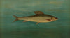 The Montana Grayling, Thymallus signifer montanus. (1898)