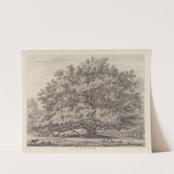 The Moor Park Lime Tree by Jacob George Strutt