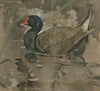 The Moorhen