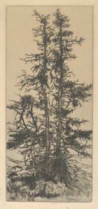 The Moss Trees (1915)