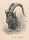 The mountain bock (1884)