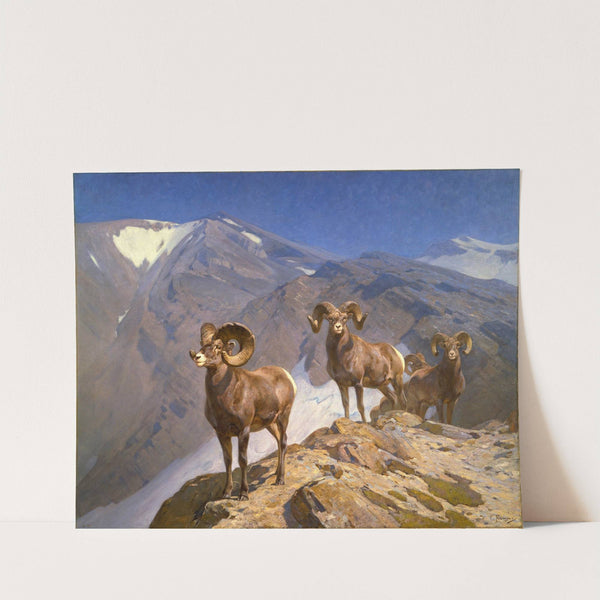 The Mountaineers — Big Horn Sheep on Wilcox Pass (1912) by Carl Rungius