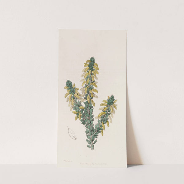 The Mourning Wattle by Sydenham Edwards