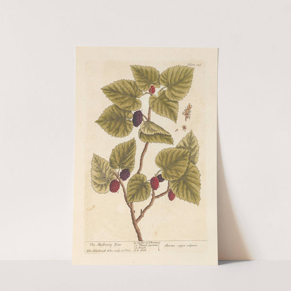 The mulberry tree by Elizabeth Blackwell