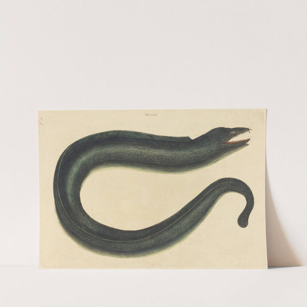 The Muray (Muraena helena) by Mark Catesby