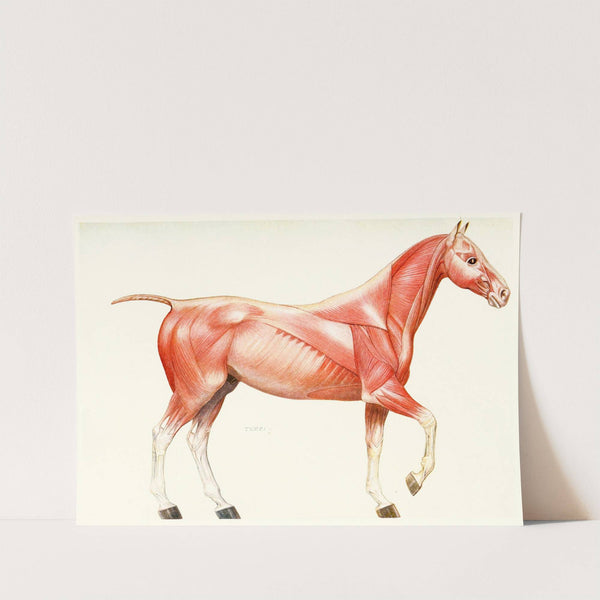 The Muscular System of the Horse by Amedeo John Engel Terzi