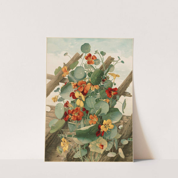 The Nasturtiums, No. 2 by Thaddeus Welch