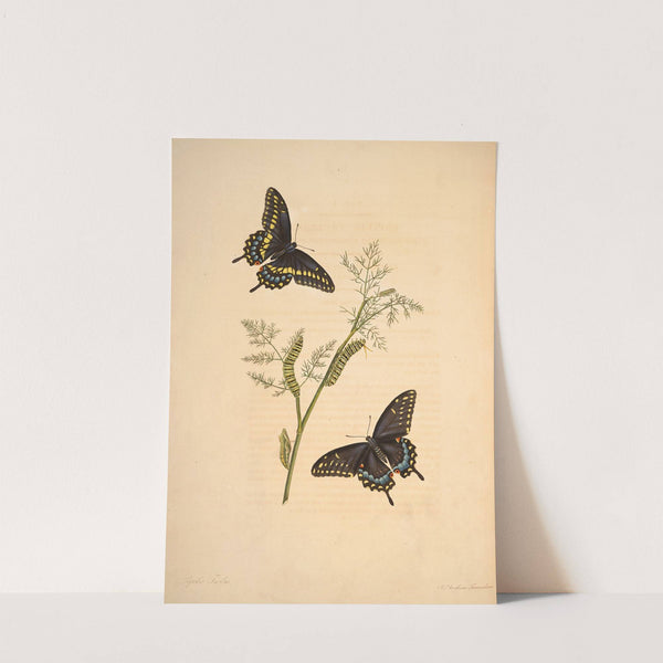 The natural history of the rarer lepidopterous insects of Georgia Pl.001 by James Edward Smith