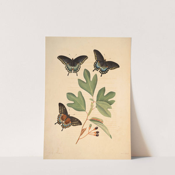 The natural history of the rarer lepidopterous insects of Georgia Pl.002 by James Edward Smith