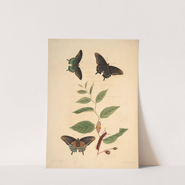 The natural history of the rarer lepidopterous insects of Georgia Pl.003 by James Edward Smith