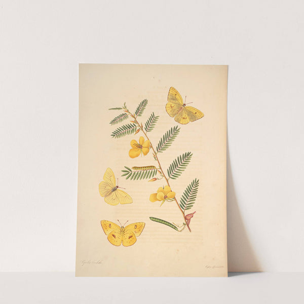 The natural history of the rarer lepidopterous insects of Georgia Pl.005 by James Edward Smith