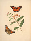 The natural history of the rarer lepidopterous insects of Georgia Pl.006