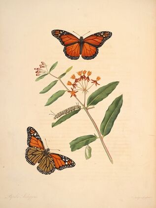 The natural history of the rarer lepidopterous insects of Georgia Pl.006