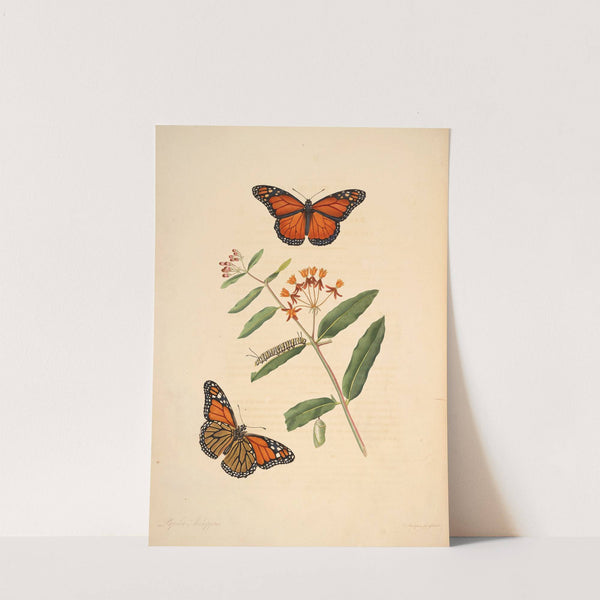 The natural history of the rarer lepidopterous insects of Georgia Pl.006 by James Edward Smith