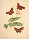 The natural history of the rarer lepidopterous insects of Georgia Pl.007